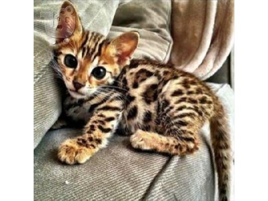PoulaTo: bengalski
